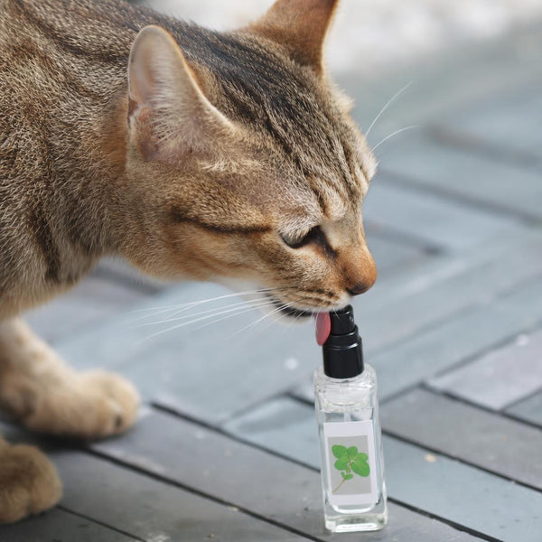 Cat sniffing catnip spray bottle