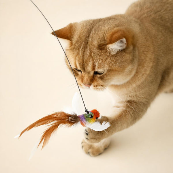 Cat playing with bird feather teaser wand
